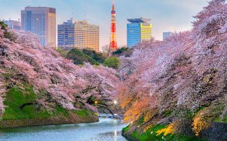 TOKYO_Cherry_Blossoms