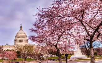 Washington_DC_Cherry_Blossoms